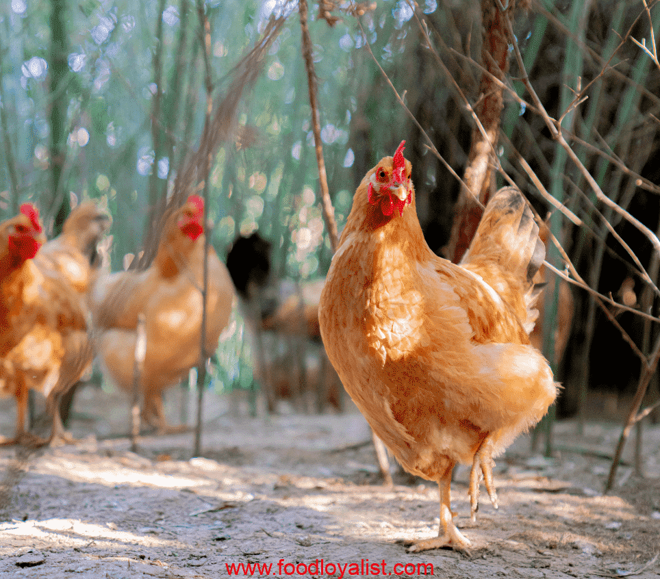 Chicken for White Cut Chicken